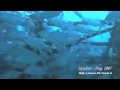 sipadan-malaysia-sharks-turtles-an-more.html