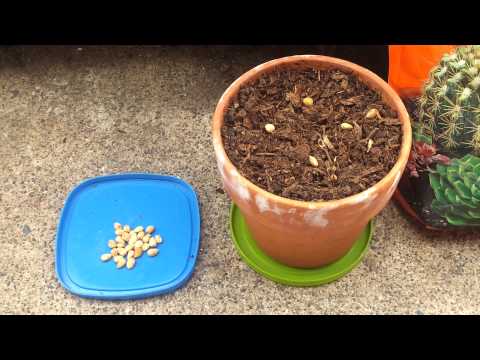 how to grow trees from seeds