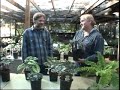 Evergreen Shade Perennials