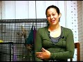  sugar gliders flying squirrels pet care how to adopt get