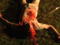 MASACRE EXTRATERRESTRE