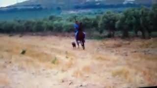 قريه البعنه الفرس رجاها للخيال رشدي حصارمه (البعنه) قريه البعنه الفرس رجاها للخيال رشدي حصارمه (البعنه)
