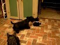 Scottish Terrier Baily & singing Scottie