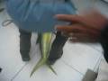 Pesca Oceanica Marlin C.C.P 03/12/08 Peixe Dourado