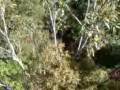 videos de bicentennial tree climb i was knackered