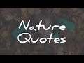 The Best 9 Nature Pine Tree Quotes