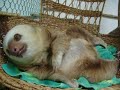 Sloth in sloth rescue, Costa rica