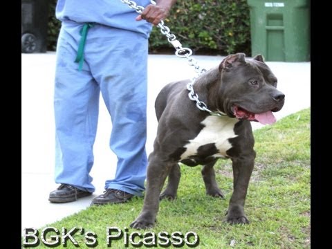 pitbull