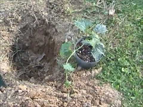 how to transplant seedlings outdoors