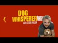 dog whisperer 26/26 | rottie pups with baby