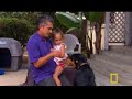 dog whisperer 26/26 | rottie pups with baby