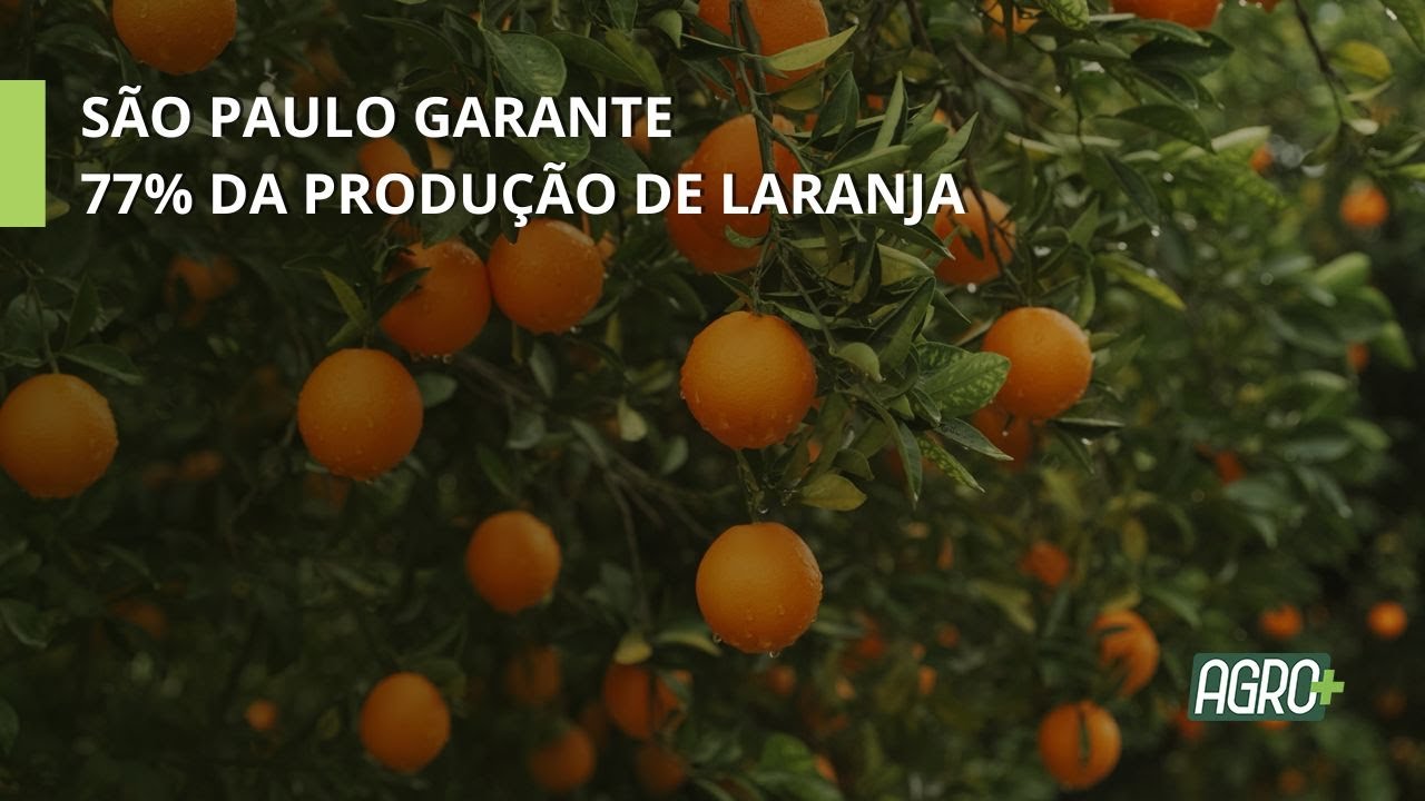 Desafios da Produção de Laranja.
