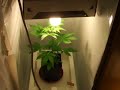 Skunk#11 Indoor Grow Weed Hanf (Anfängergrow)