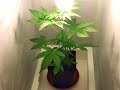 Skunk#11 Indoor Grow Weed Hanf (Anf�ngergrow)