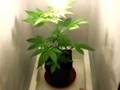 Skunk#11 Indoor Grow Weed Hanf (Anfängergrow)