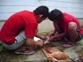 qurban sapi qurban sapi