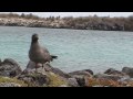 Galápagos een korte impressie