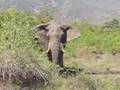 African Elephant in Kruger Park