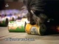 ANIMAIS ESPERTOS