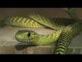 House of Mambas