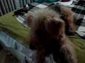 Airedale Terrier video