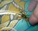 Just one of my lil\