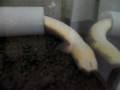 ウナギのうな太郎、熟睡す　〜　sleeping eel