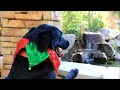 Cute Pooch Vacations at Posh FireSky Resort with Dog Cam!