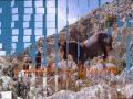 Guarda video