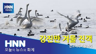 강진만 겨울 진객