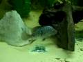 Texas cichlid
