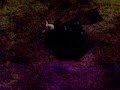 Feeding my new Reticulated python Part 1 Feeding my new Reticulated python Part 1