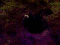 videos de Feeding my new Reticulated python Part 1