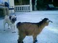Pug video