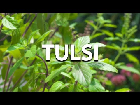 Health Benefits of Tulsi