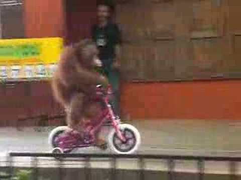 0 photo 0 Orangutans and Road Safety: Monkey See, Monkey Do? picture
