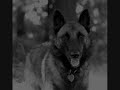 Large Dog Breeds