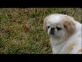 Click here to watch this video Pet Owners Upset About Coyote Attacks