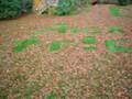 videos de Alextr!c Advertising, on lawn =]4