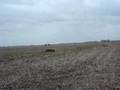 videos de cross les voor kj van Homoet