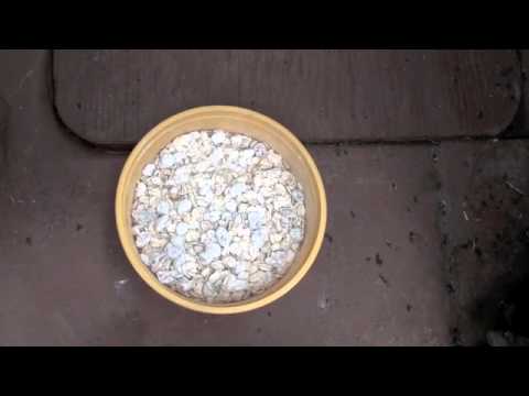 how to eliminate rodents