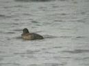 Scaup