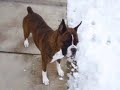 Aza Playing in the snow