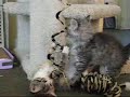 Kittens