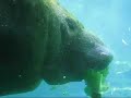Homosassa Springs State Park