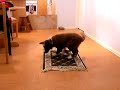 Tia Border Collie Puppy Going to Her Mat