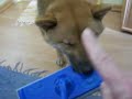 Shiba-Inu -  Yoshi putzt die Wohnung