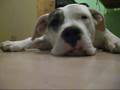 Dogo Argentino video