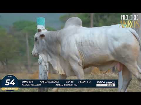 4� DE OLHO DA FAZENDA NELORE AKROS