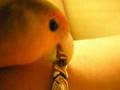 videos de Lovebird is a Pickpocket!